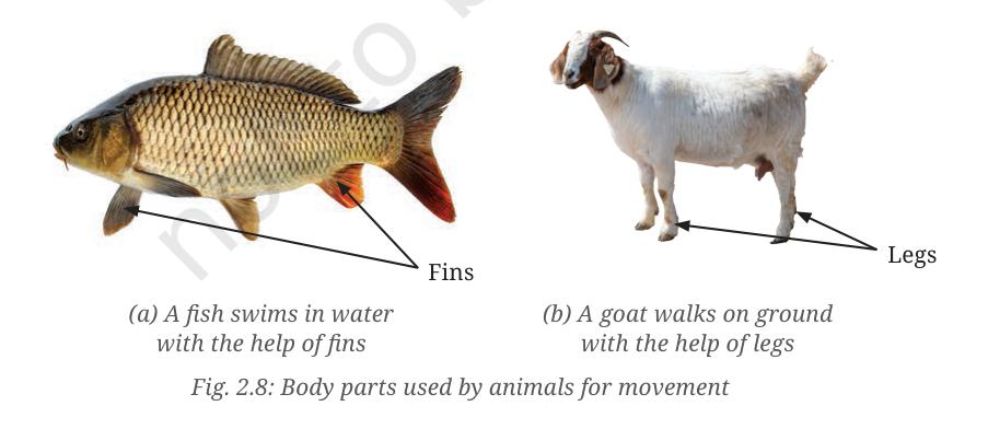 Fig. 2.8 - Body parts used by animals for movement